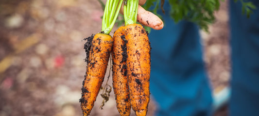 How Freeze-Dried Foods Help Alaska’s Food Security Challenges
