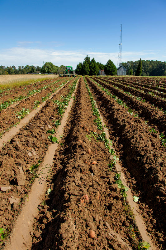 How Alaska’s Harsh Climate Creates Superior-Tasting Produce